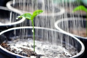 Water Plants