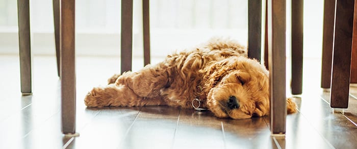 puppy laying on the floor